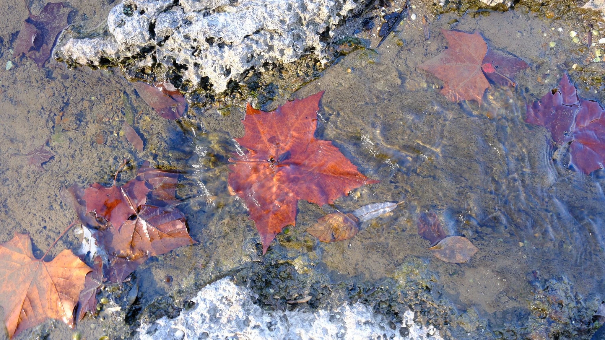 DSCF0935.jpg