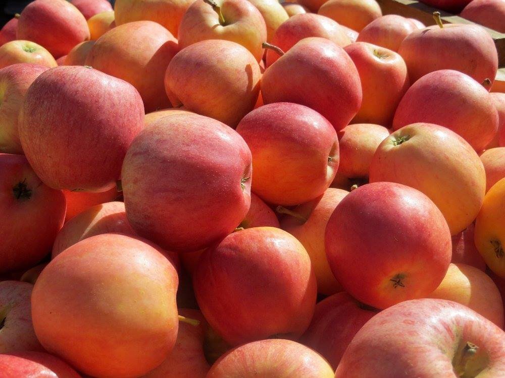 farmers market apples.jpg