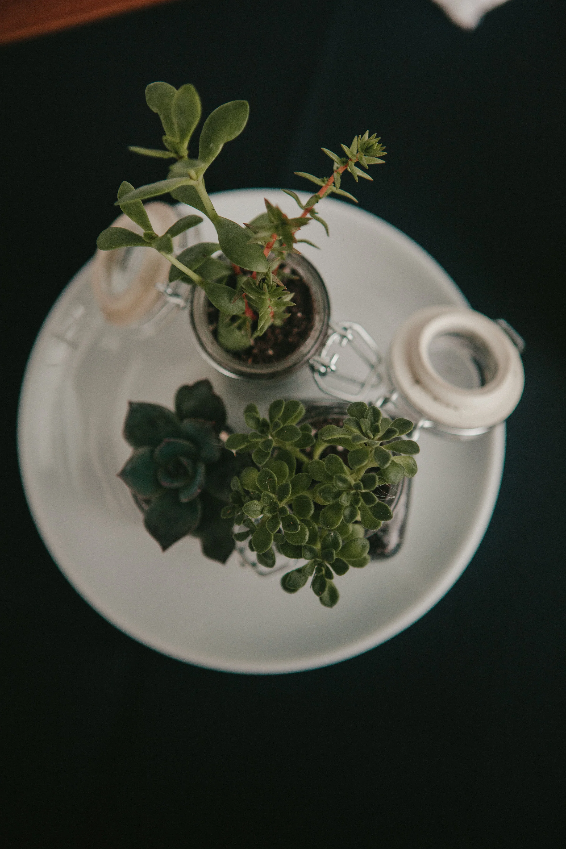 centerpiece-340.jpg