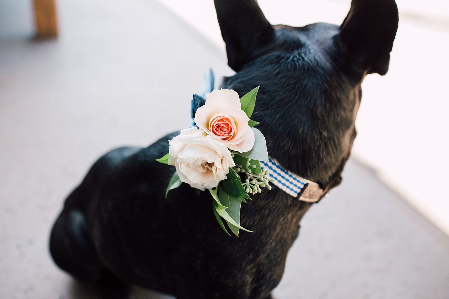 1dogflowercollar_0118.jpg