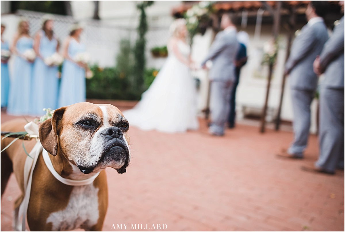 weddingdog.jpg