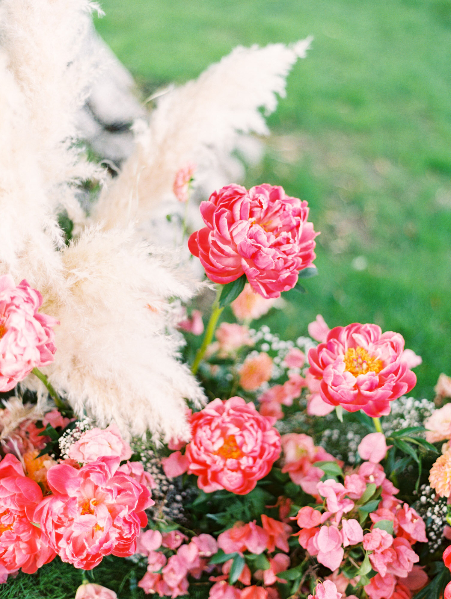 33 peonies and pampas.jpg