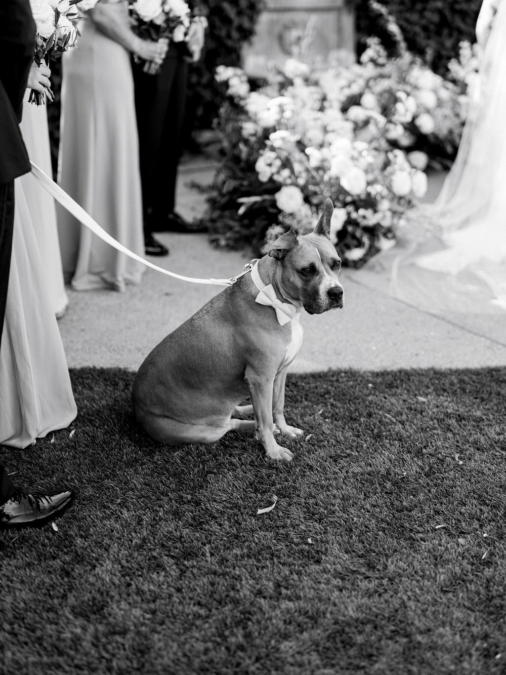 wedding dog.jpg