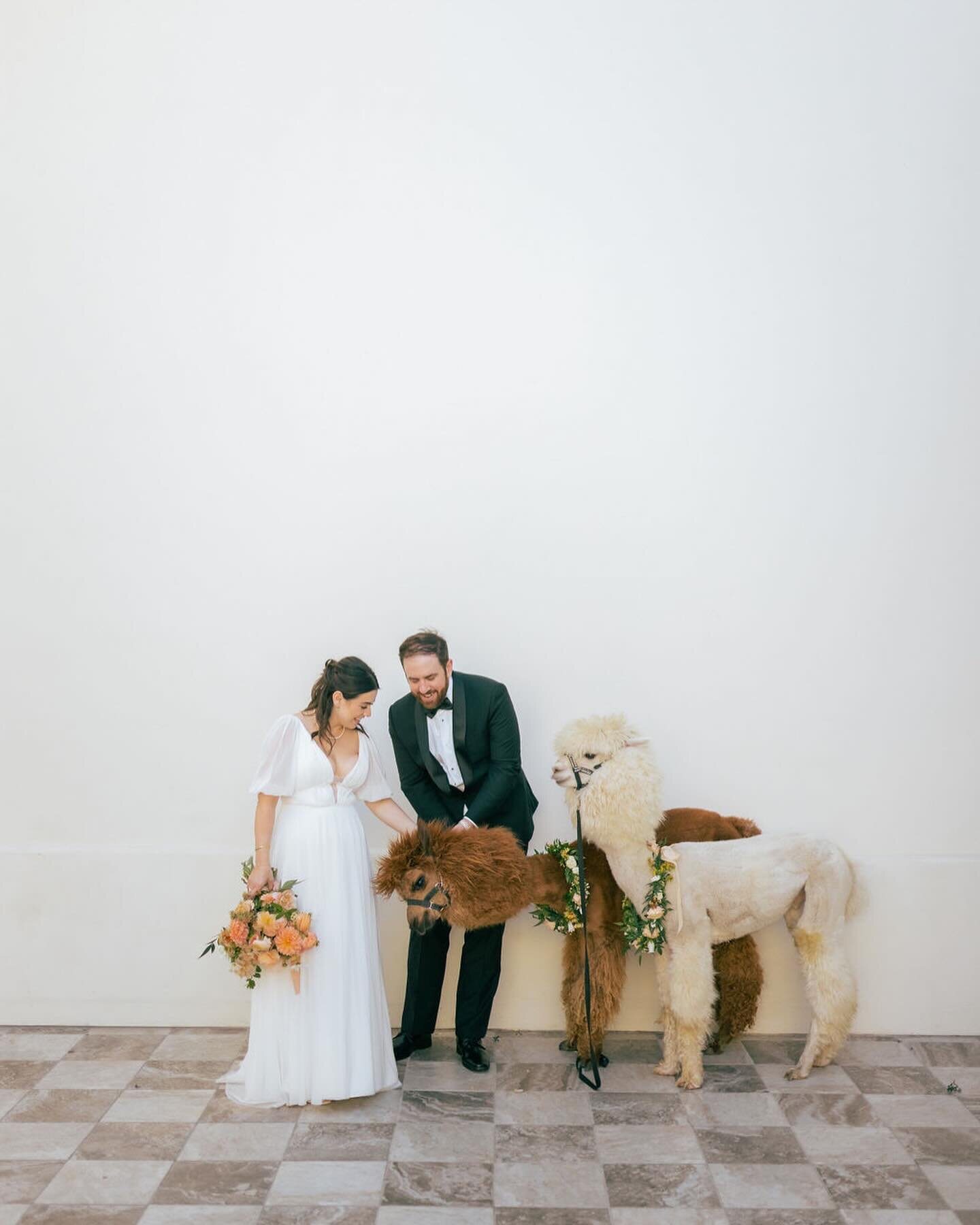 L + I had the best idea to bring these cute alpacas to their mingle with guests during cocktail hour. Guests loved meeting them and so did we 🦙🦙💛
.
Amazing Vendor Team
Photo @aldousphoto 
Video @amariproductions 
Venue @parkhyattaviara_weddings 
P