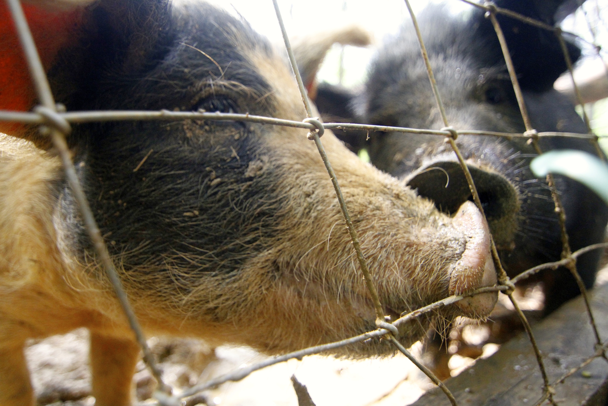 Even these little pigs contribute to the well being of farm by rooting up weeds and turning over the ground.