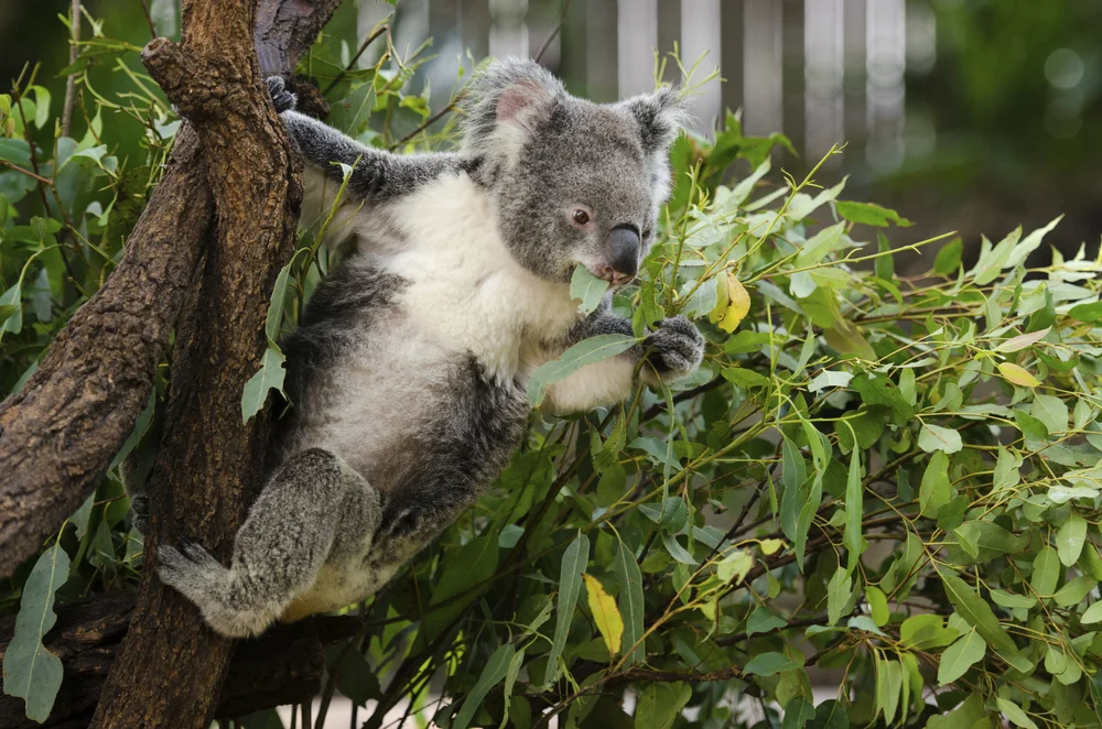 koalaeating.jpeg