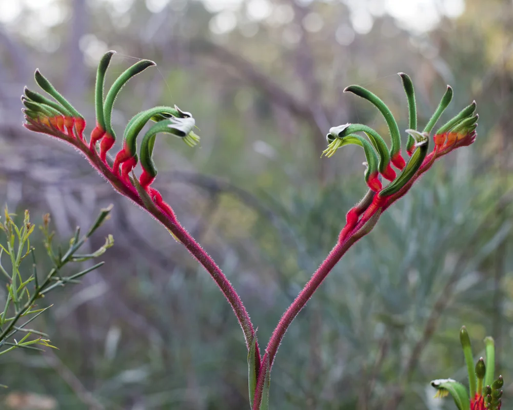 kangaroopaw.jpeg