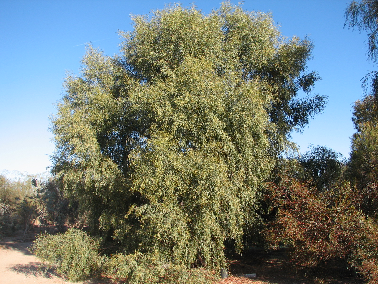 9 Acacia salicina WILLOW ACACIA.jpg