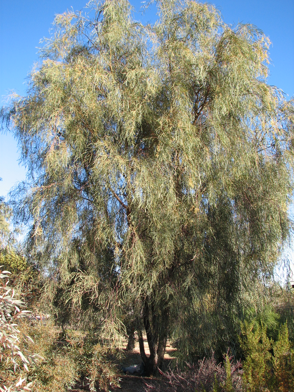 11 Acacia stenophylla SHOESTRING ACACIA.jpg