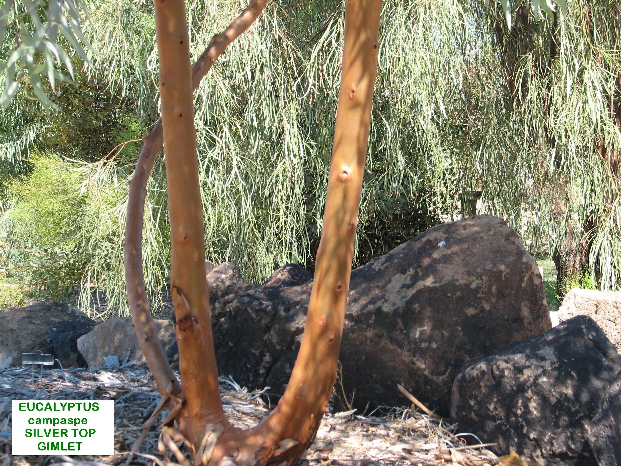e Euc. campaspe GIMLET Fluted trunks.jpg