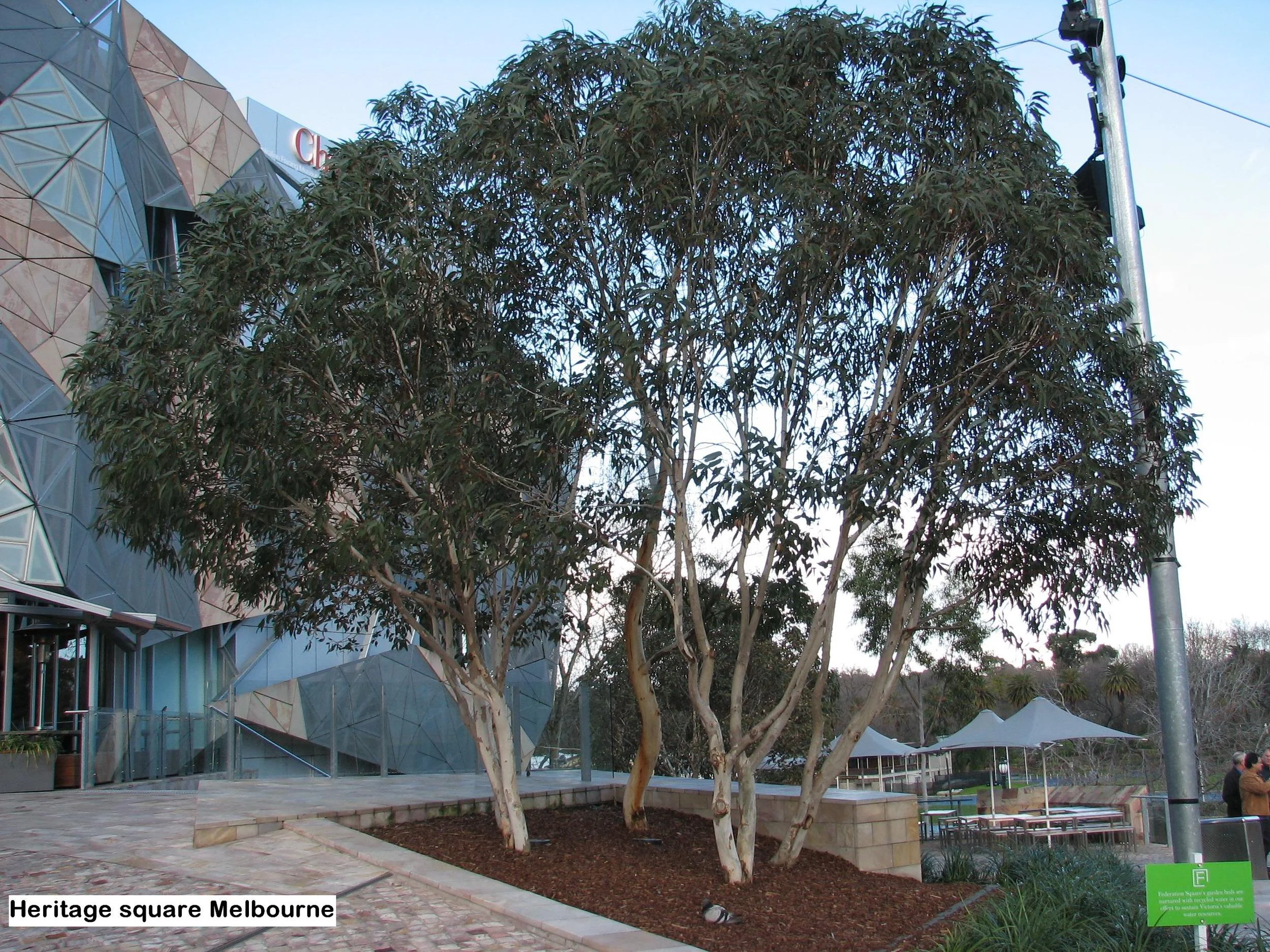 m 4 Euc.leucoxylon rosea HERITAGE SQUARE MELBOURNE.jpg