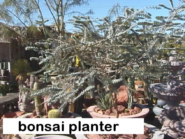l E. kruseana bonsai planter.jpg