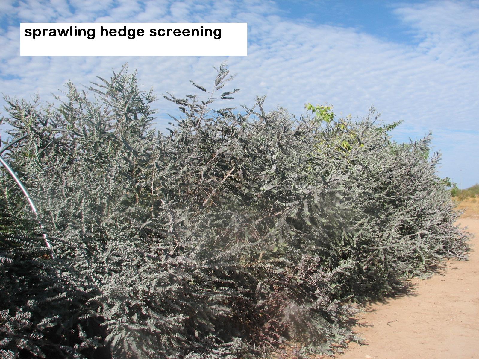 l Euc.kruseana sprawling screen hedge row.jpg