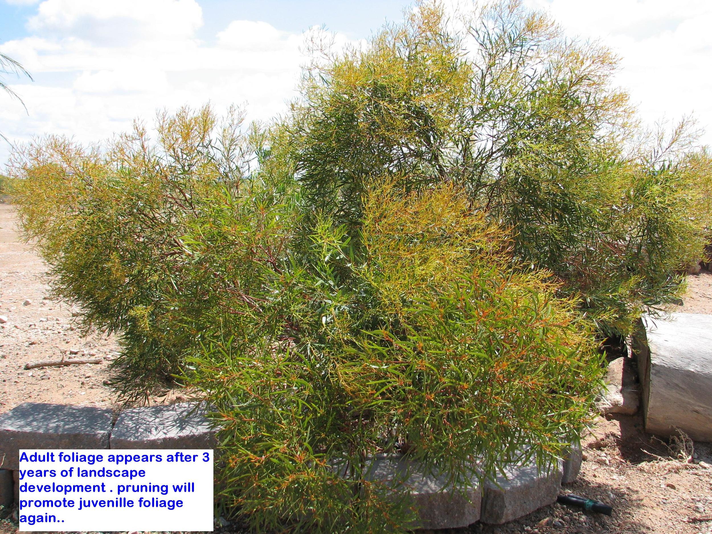 oe E. Moon Lagoon Adult foliage.jpg