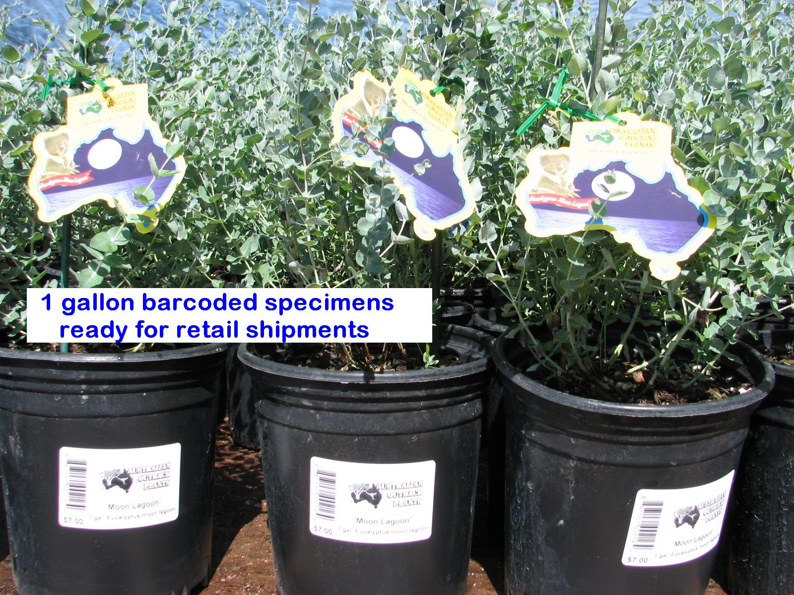 oe 1 gal MOON LAGOONS barcoded labelled ready for sale.jpg