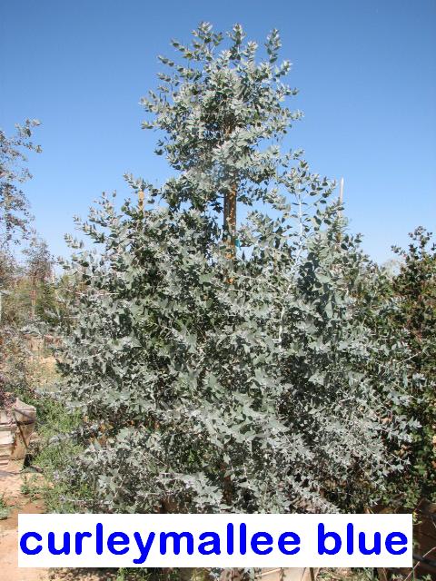 j Euc. gillii Blue cultivar.jpg