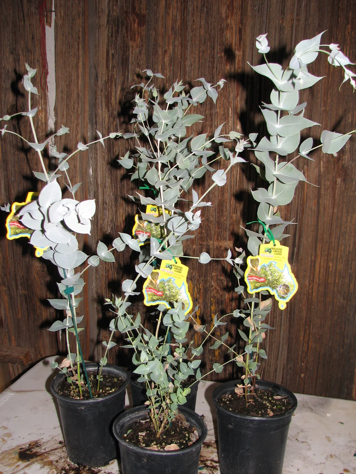 EUCALYPTUS Gilli Curly Mallee — Australian Outback Plants Native