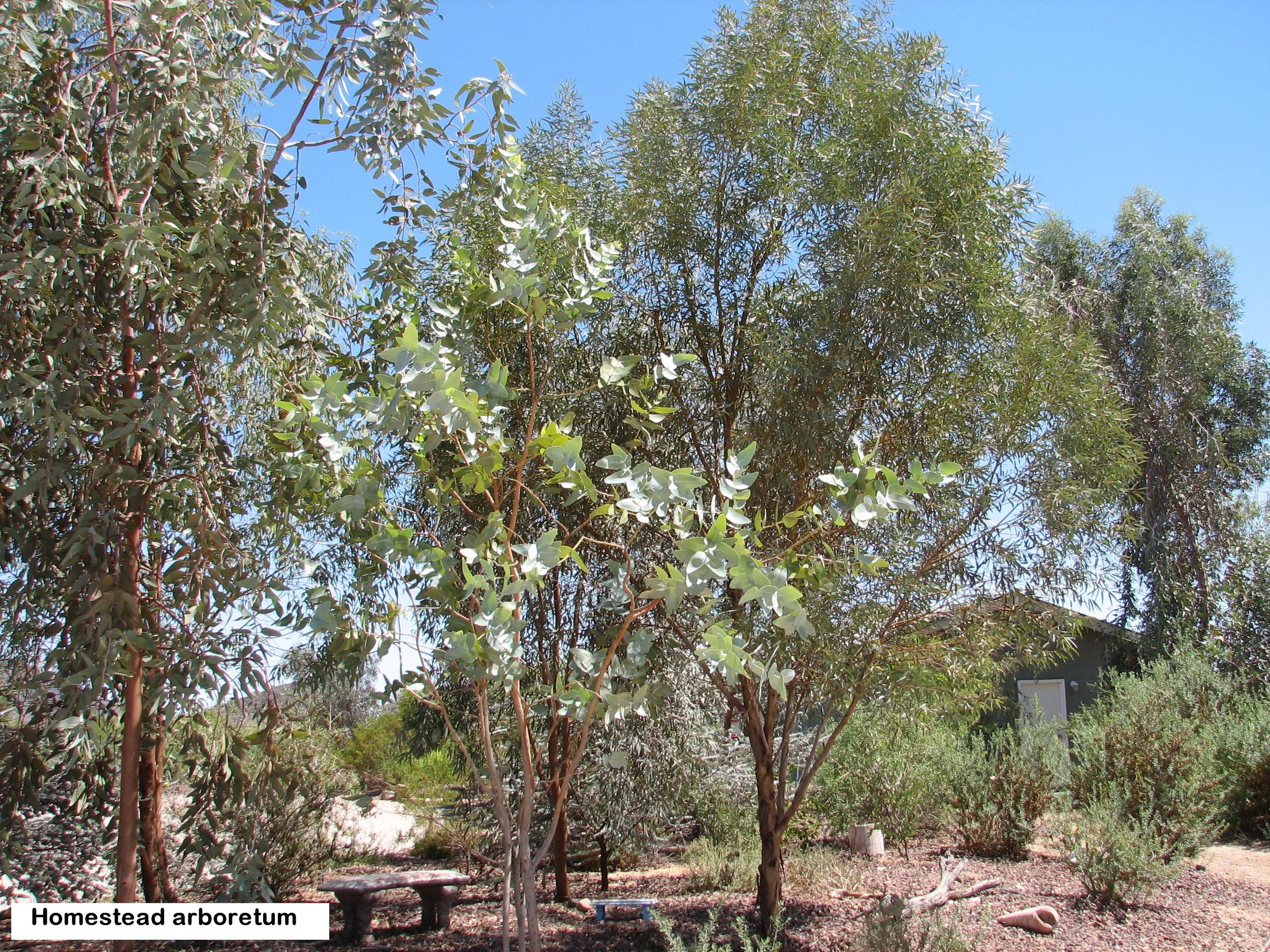 s E.sargentii in a EUCALYPTUS GARDEN.jpg