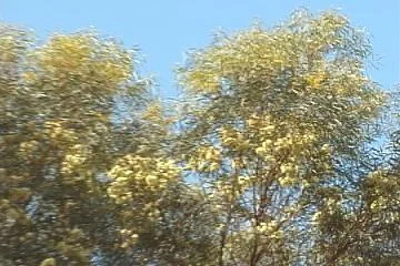 s Euc.sargentii SALT RIVER GUM.jpg
