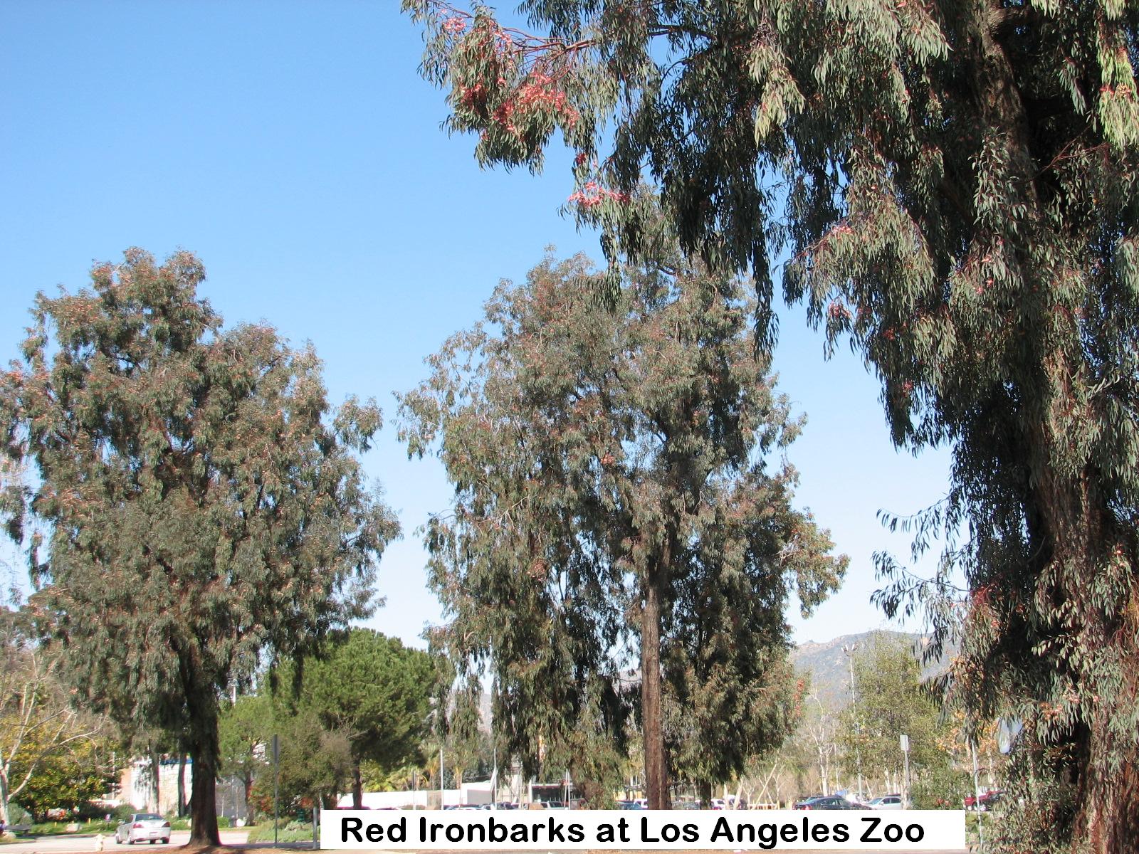 t3 Los Angeles Zoo IRONBARKS.jpg