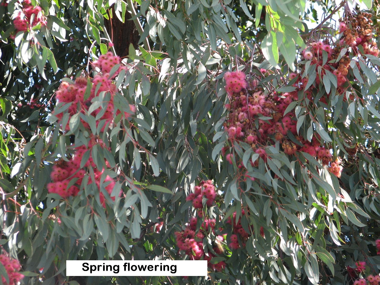 t4 Ironbark flowers thru Spring.jpg