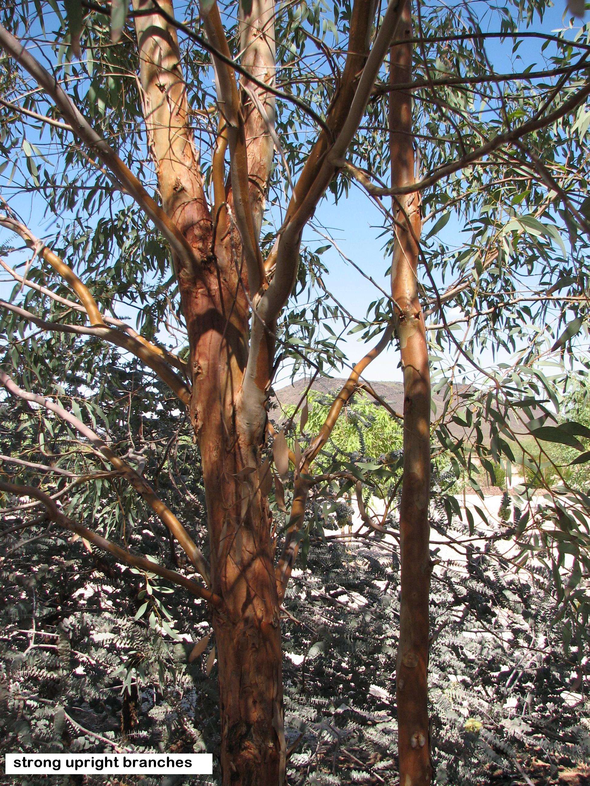 t8 E. sideroxylon  upright strong wind resistant branches.jpg