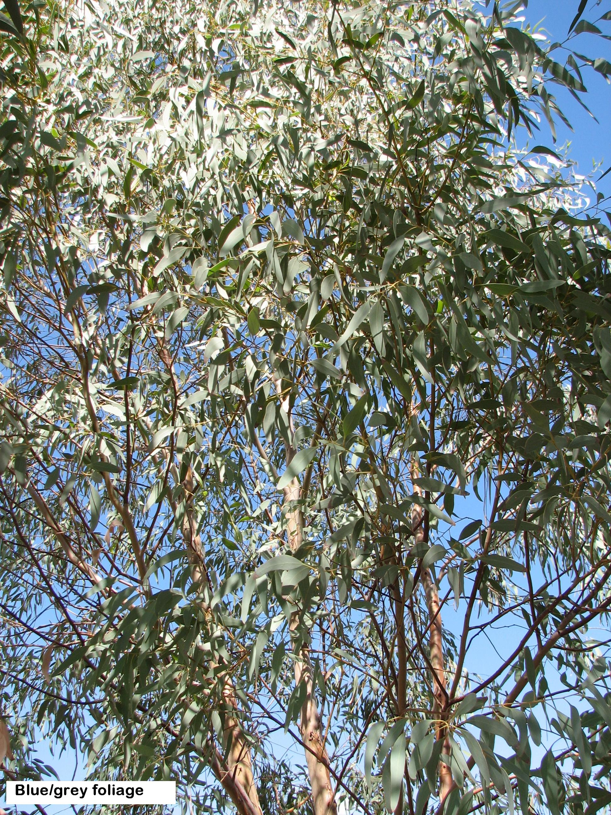 t5 E. sideroxylon rosea blue grey foliage strong eucalyptus .jpg