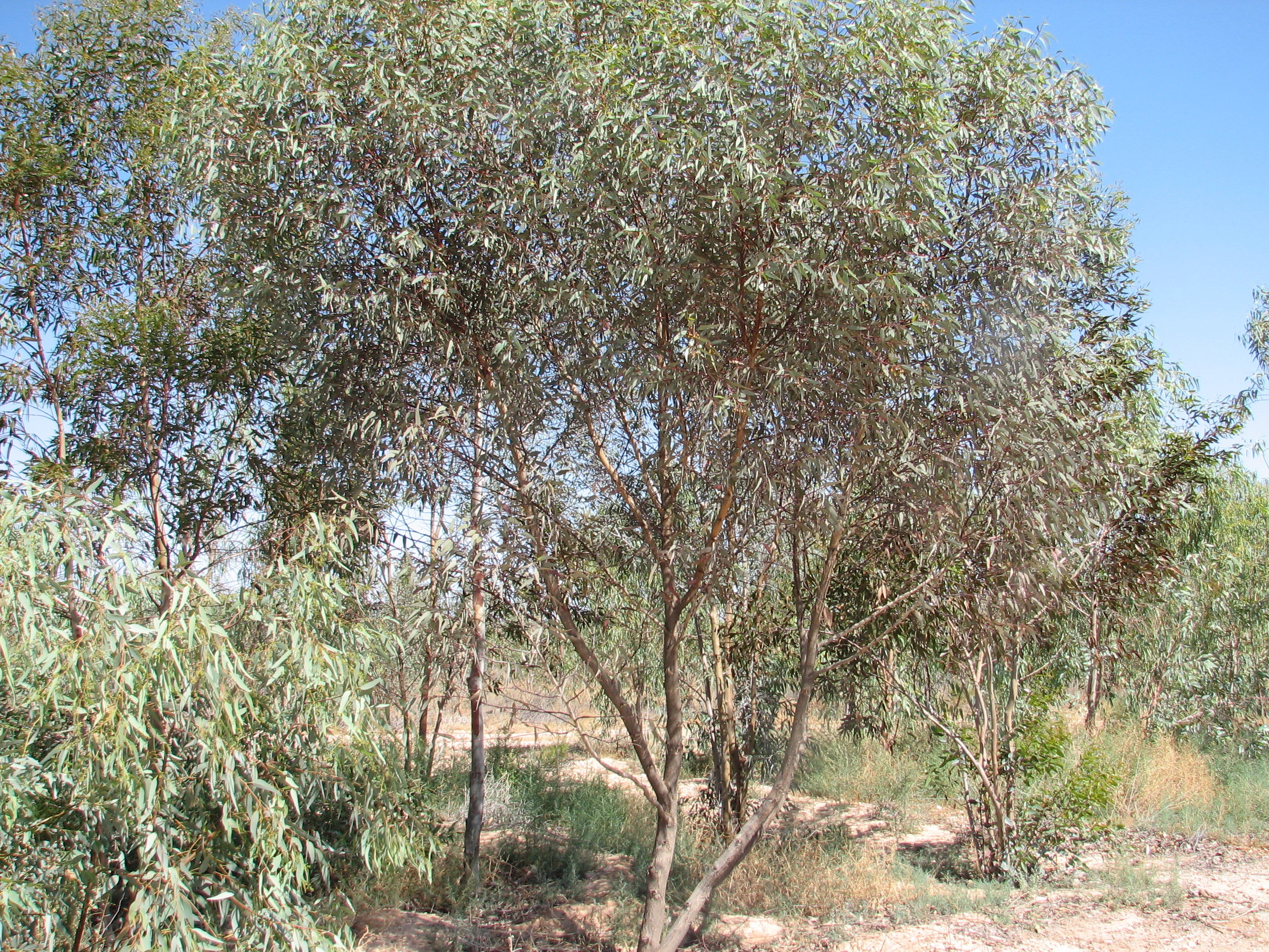 yCORAL GUM3.jpg