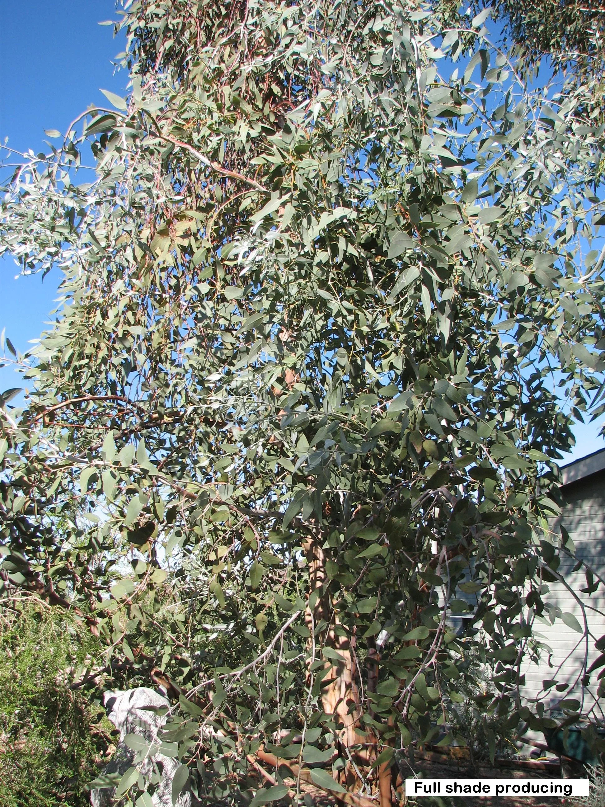 z1 pendulous habit.jpg