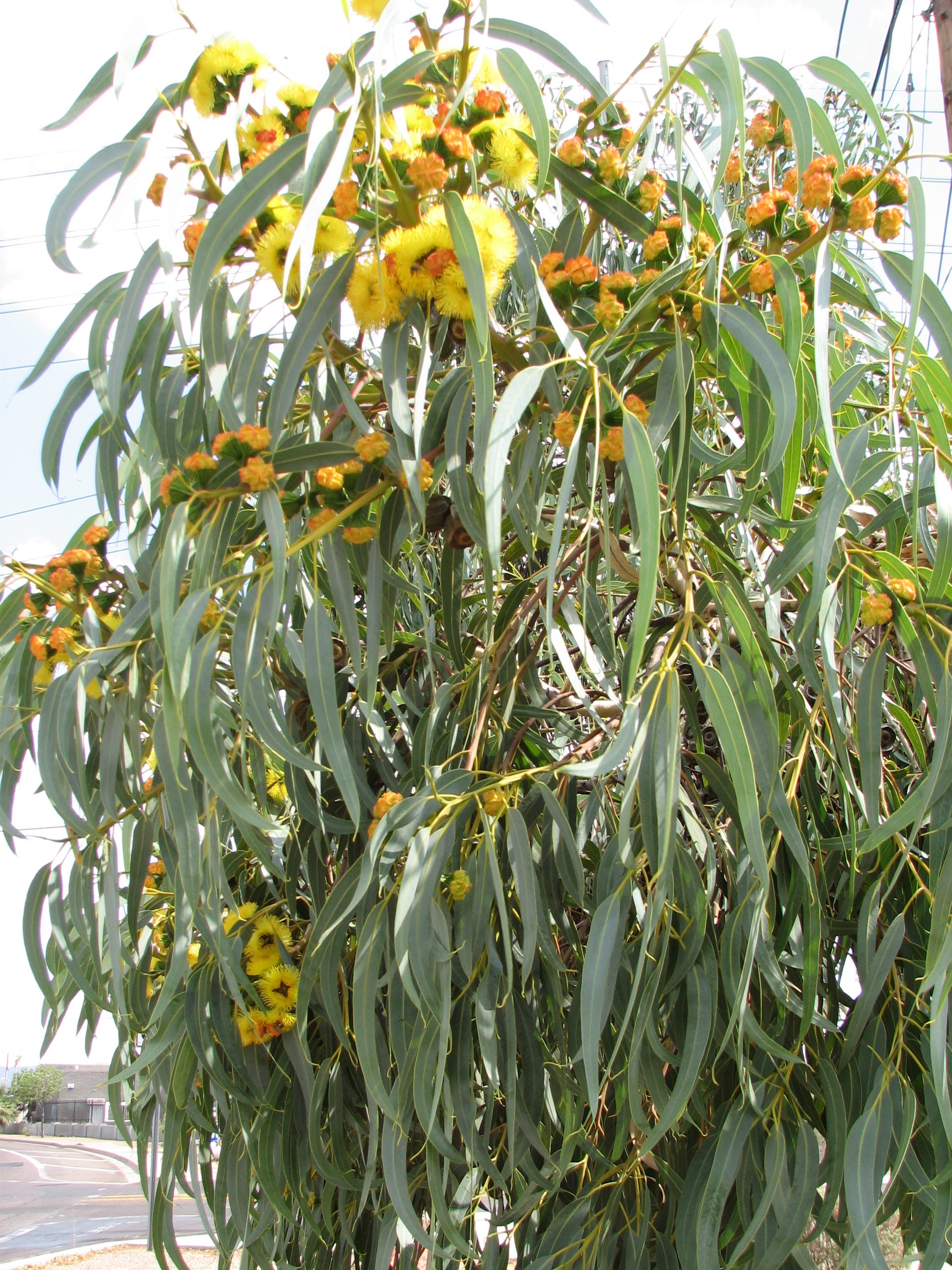 g E.erythrocorys red caps and yellow flowers appear simultan.jpg