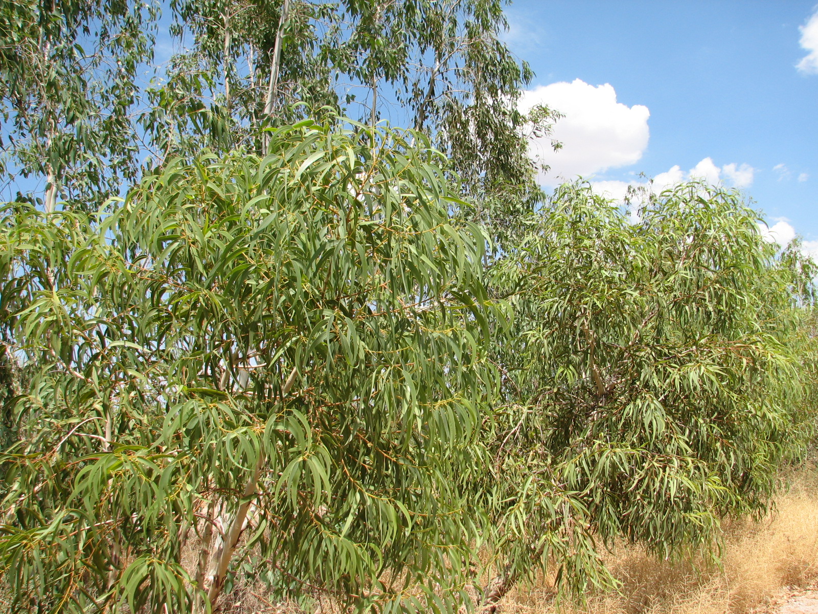 g walkabout drive specimens ,planted in rows of three.jpg
