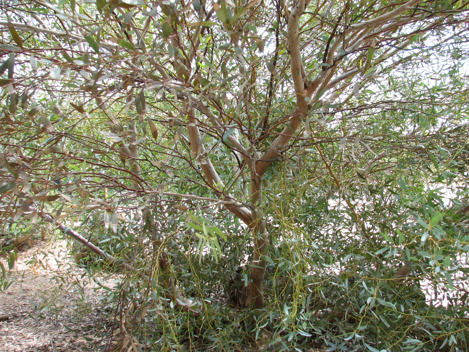 bbb Euc. calycogona GOOSEBERRY MALLEE trunks from the ground.jpg