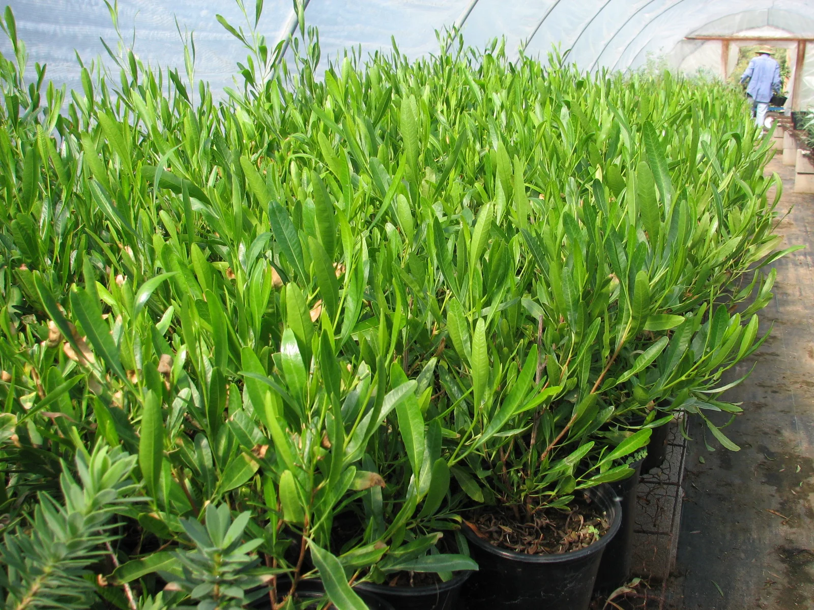 17 D. viscosa 1 gal retail stock.jpg