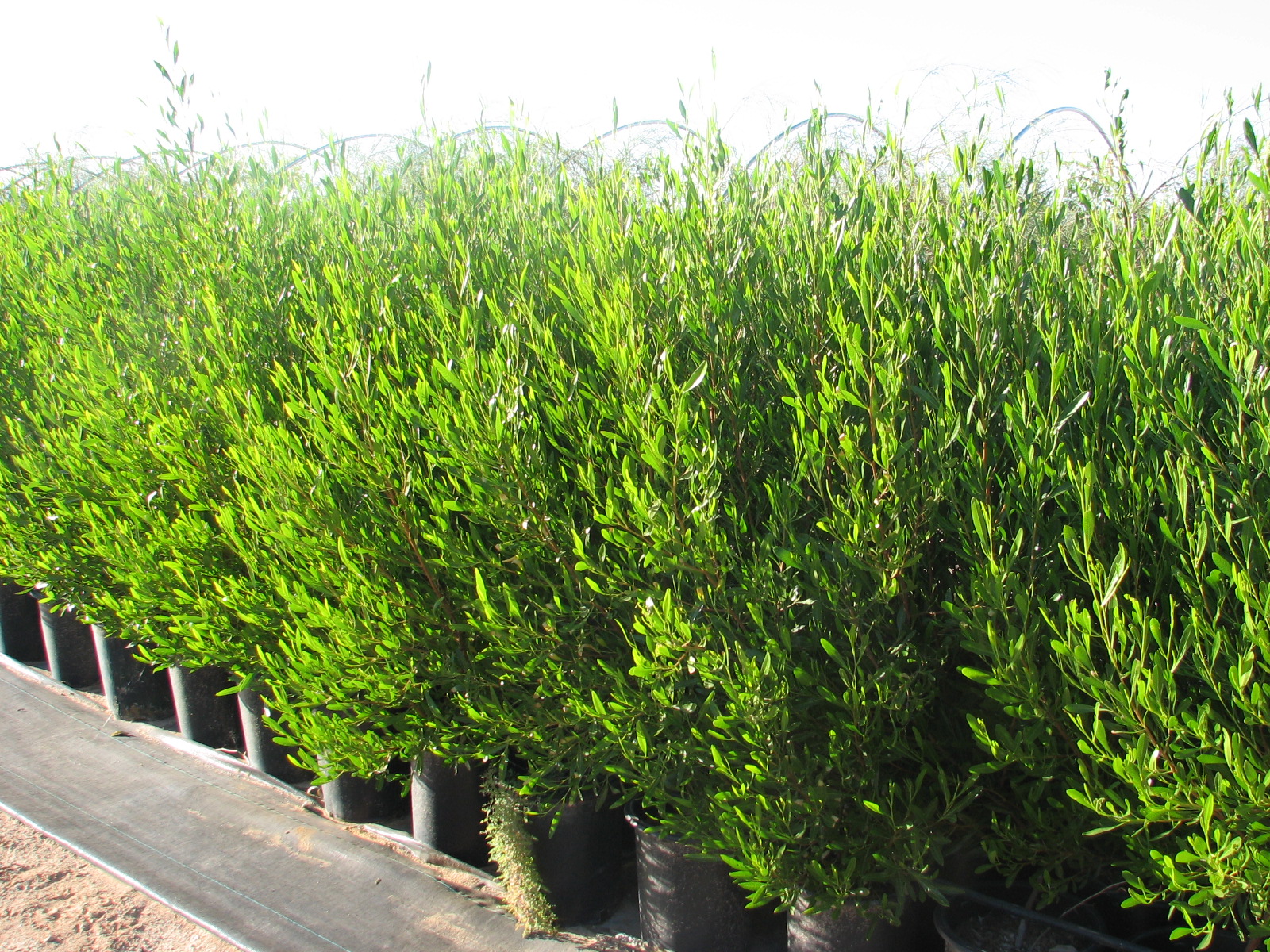 17 Dodonea viscosa 5 gal potted specimens.jpg