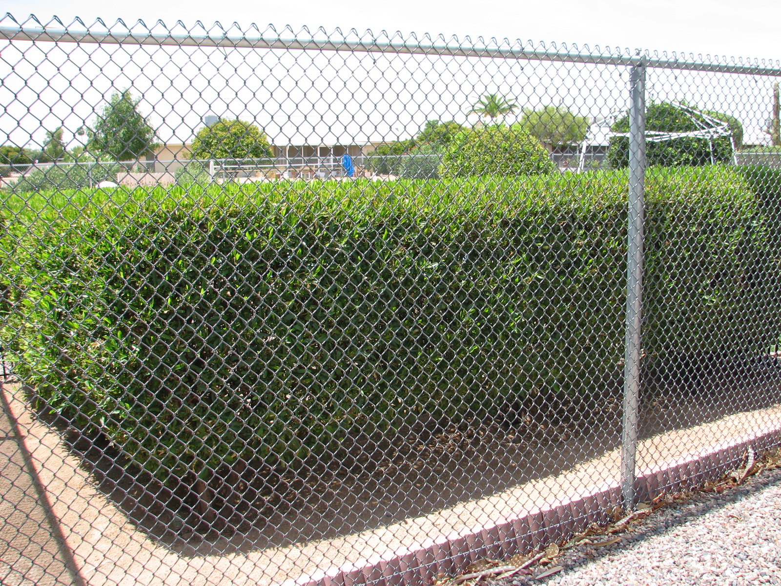 17 Dodonea viscosa GREEN HOPSEED Clipped hedge.jpg
