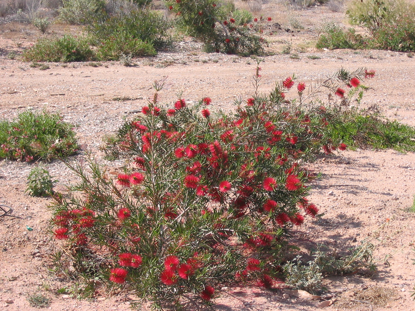 CALLISTEMON Violacea (C. lilacinus) — Australian Outback Plants Native Plant Nursery USA