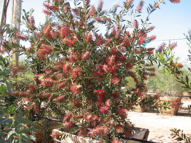15 Callistemon violacea Violet Bottlebrush 24'' box Specimen.jpg