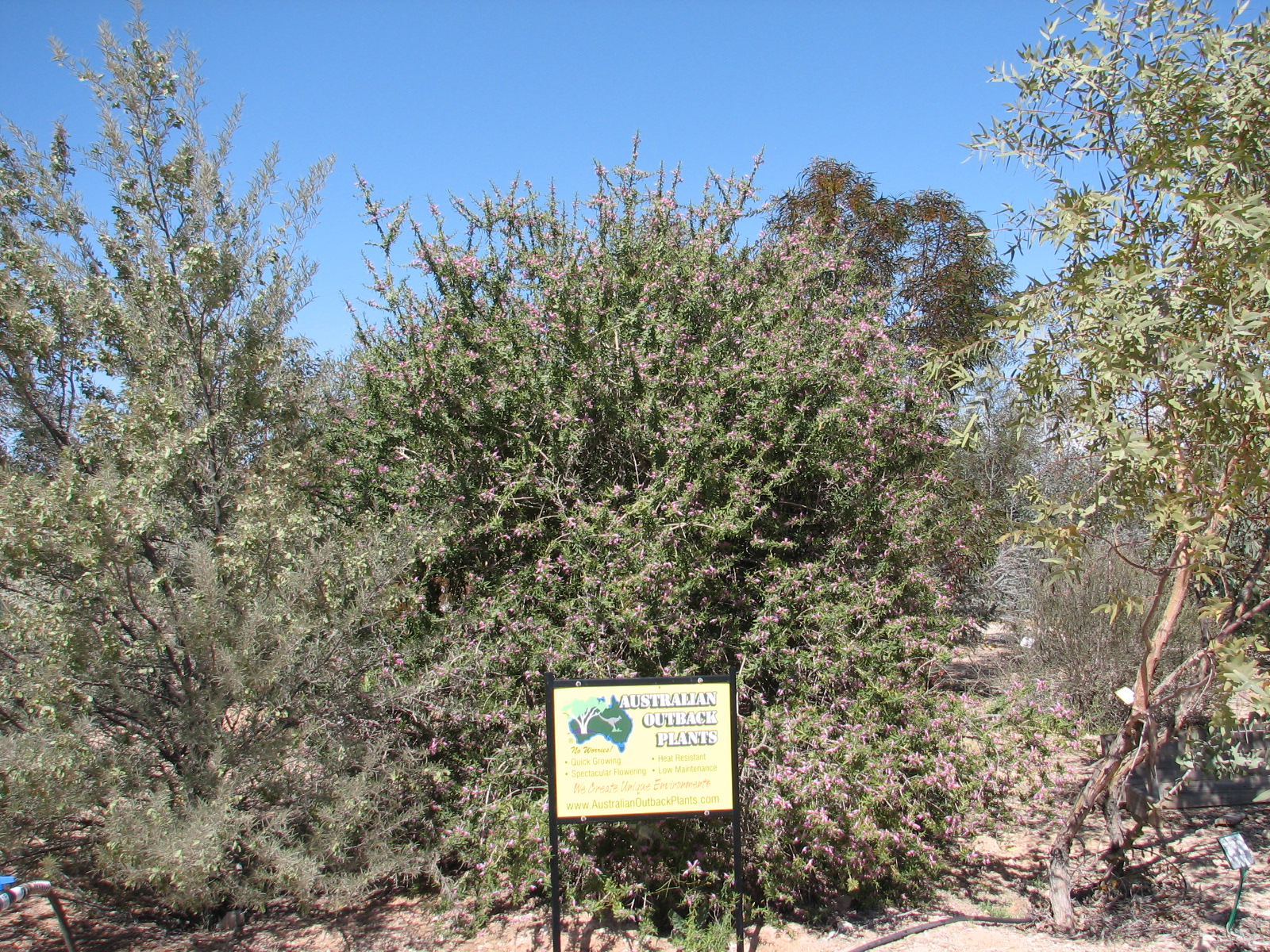 21 Eremophila PINK LADY Demonstration garden.jpg