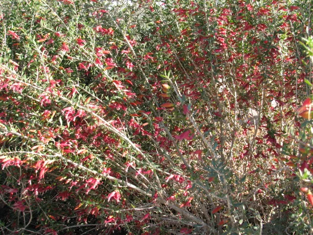 22 E. outback Bushfire HUMMINGBIRD HEAVEN.jpg