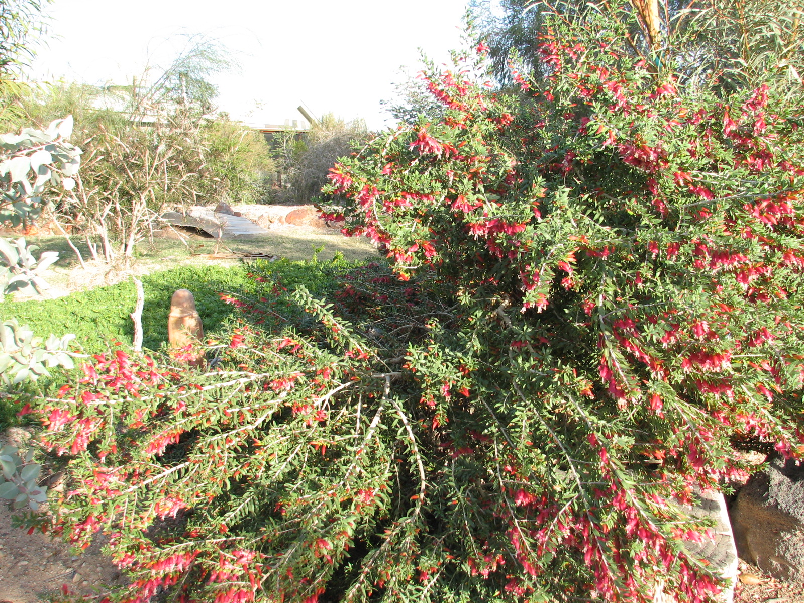 22 E. Outback Bushfire Homestead Garden.jpg