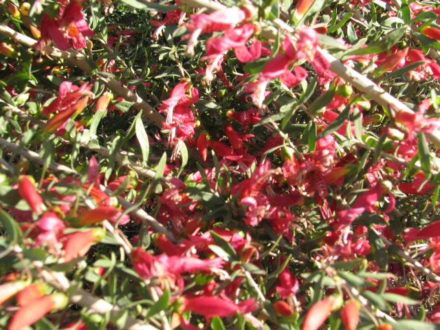 22 Eremophila maculata OUTBACK BUSHFIRE.jpg