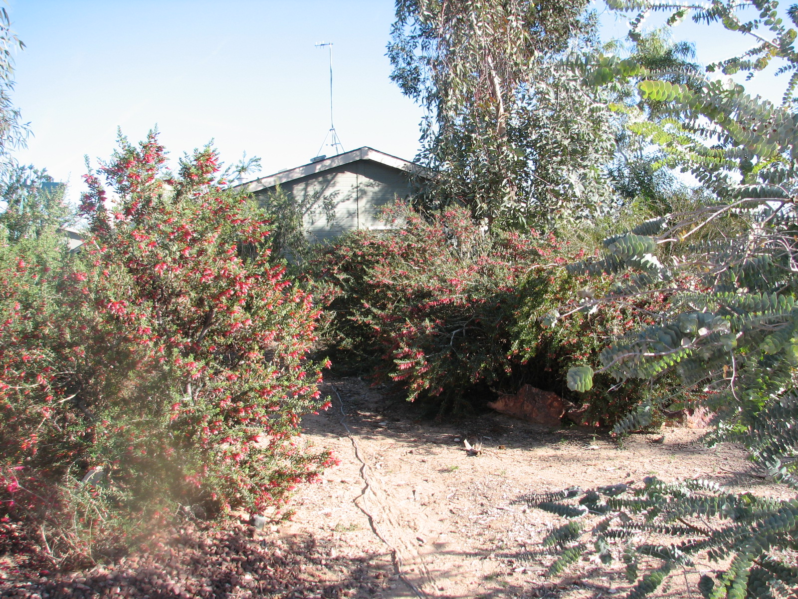 22 OB Bushfire Homestead garden.jpg