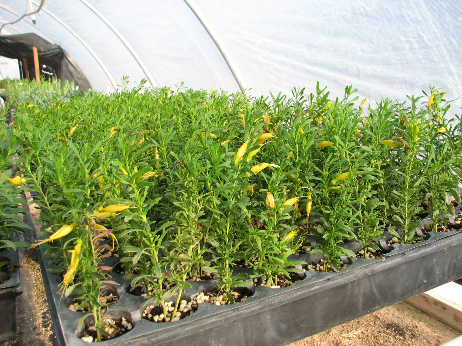 23 Outback Sunrise cell tray cuttings.jpg