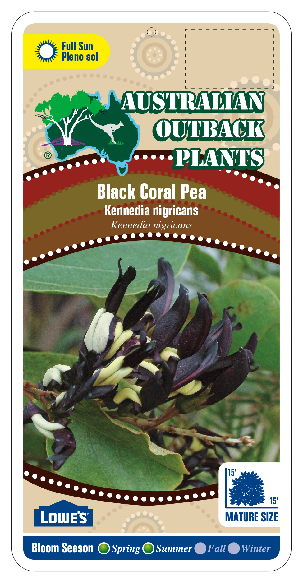 392198_FRONT-Black-Coral-Pea.jpg