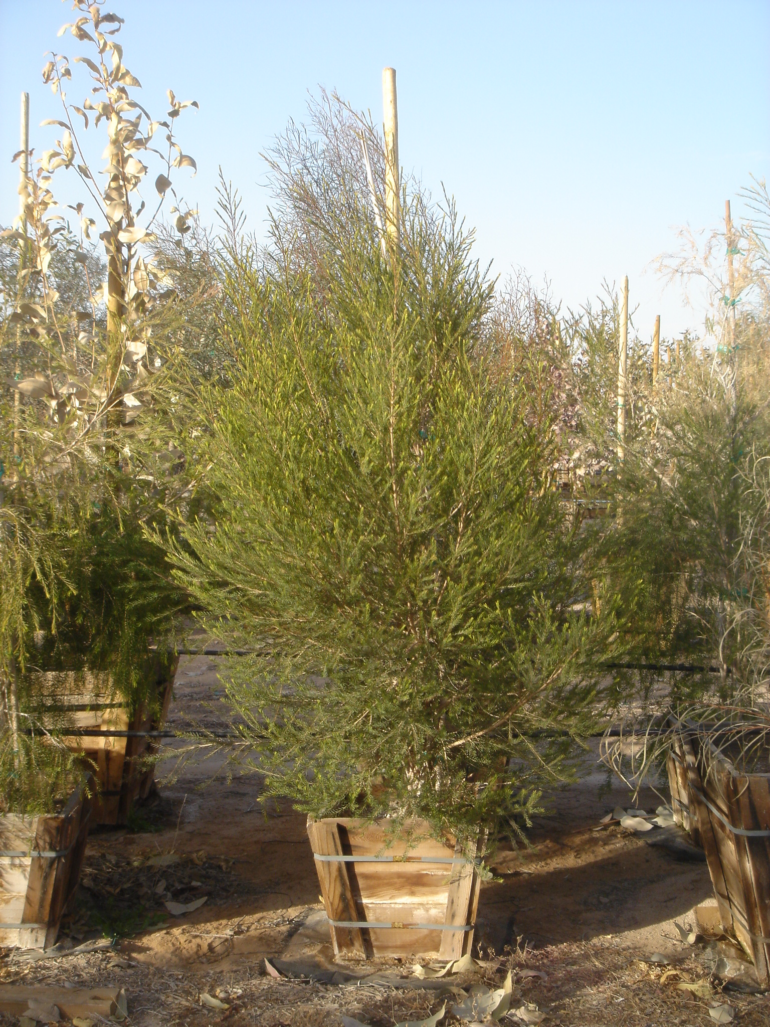 MELALEUCA Alternifolia - Medicinal Tea Tree Oil — Australian Outback Plants  - Native Plant Nursery - USA