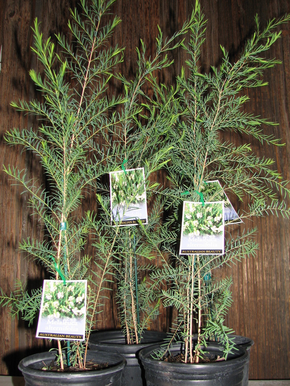 melaleuca alternifolia - medicinal tea tree oil — australian