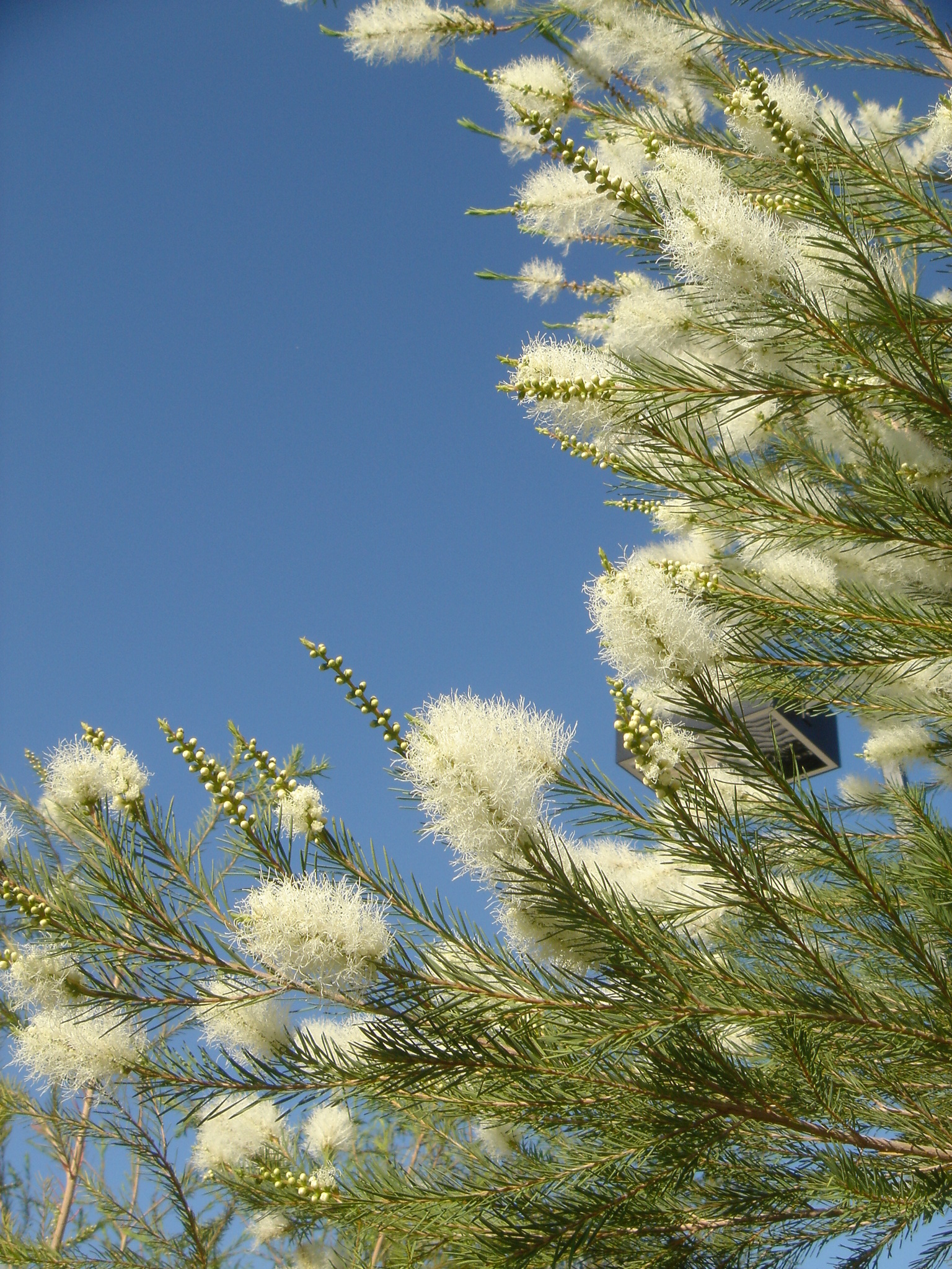 28 Melaleuca alternifolia MEDICINAL TEA TREE OIL.jpg