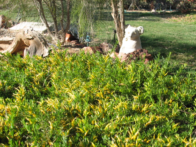 23 Eremophila OUTBACK SUNRISE Homestead Garden.jpg