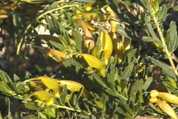 23 Eremophila prostrata OUTBACK SUNRISE spring thru summer f.jpg