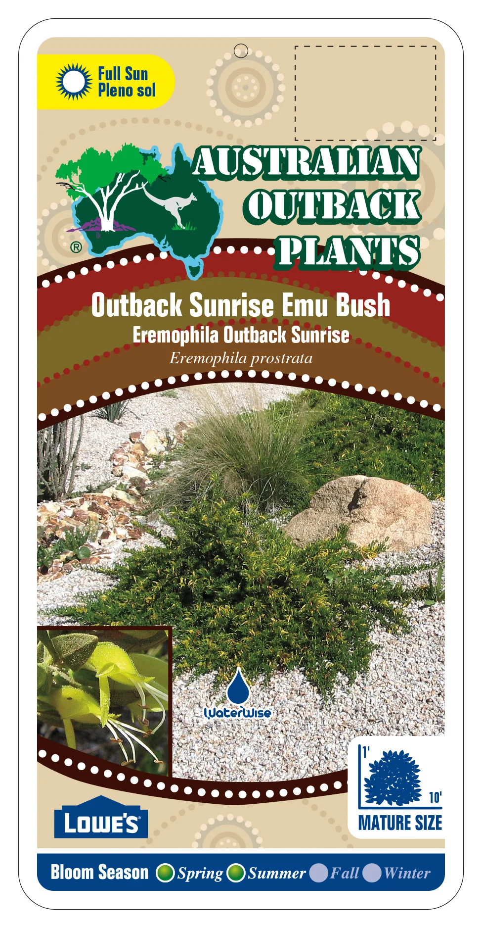 In Stock NOW Eremophila prostrata Outback Sunrise™ — Australian